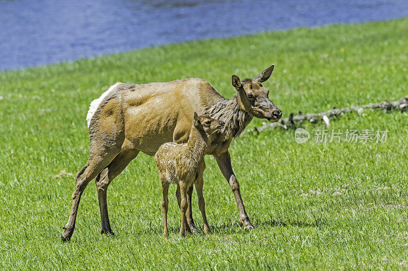 麋鹿(Cervus canadensis)是麋鹿科或鹿科最大的物种之一。黄石国家公园，怀俄明州。麋鹿妈妈和小鹿宝宝。